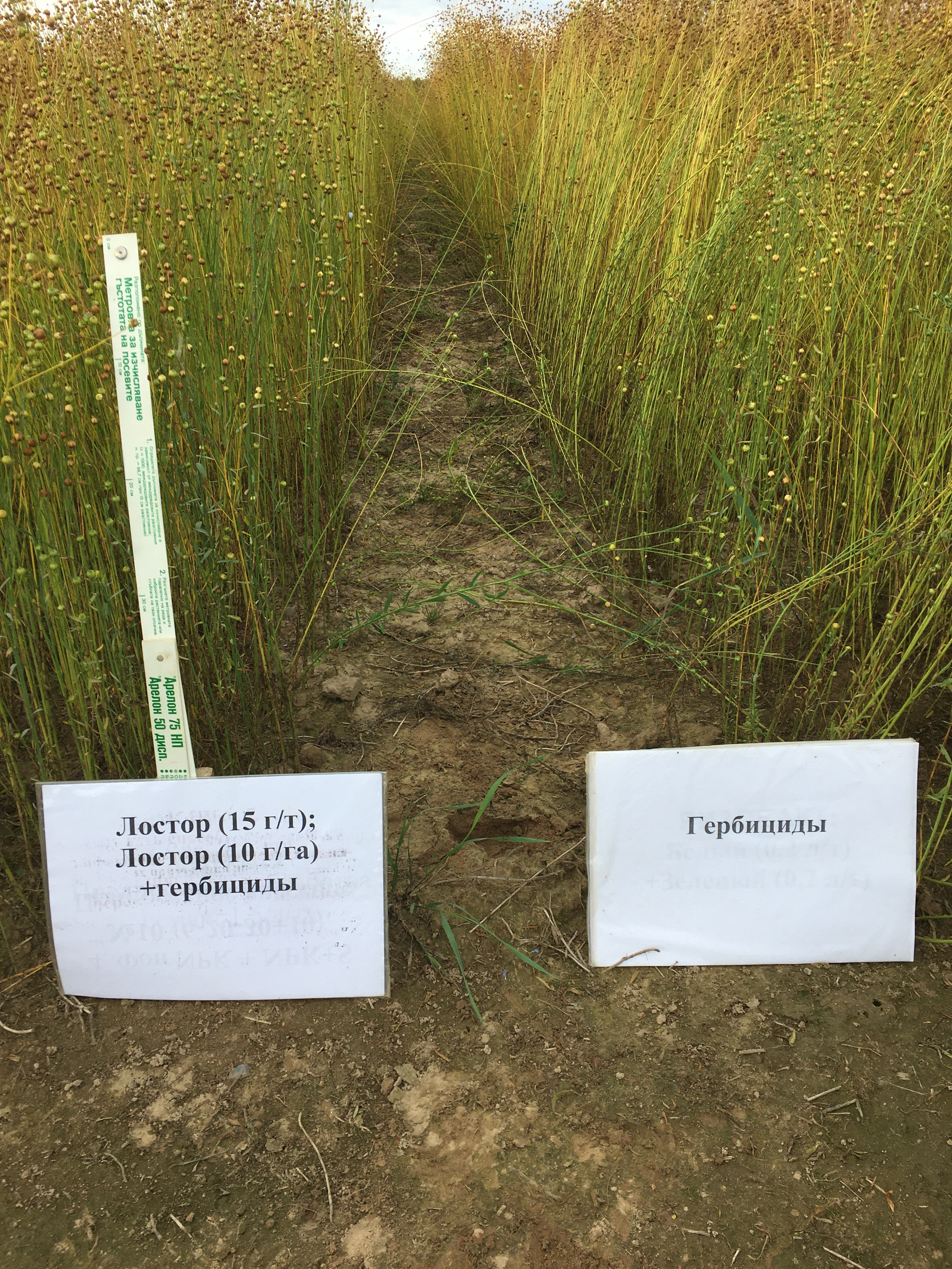 Визуальное сравнение растений льна-долгунца в фазе созревания в производственной обстановке: слева - делянка с обработкой семян и посевов Лостором; справа – стандарт