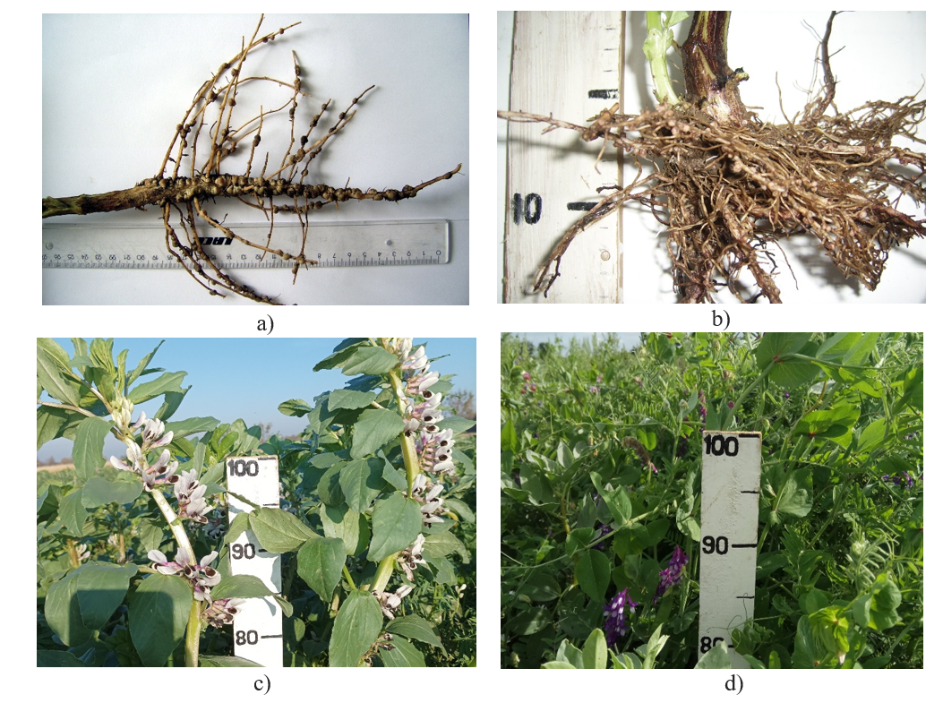 The state of the underground and aboveground parts in summer mixed legume-cereal crops (sowing on 01.08.2021) in November 2021