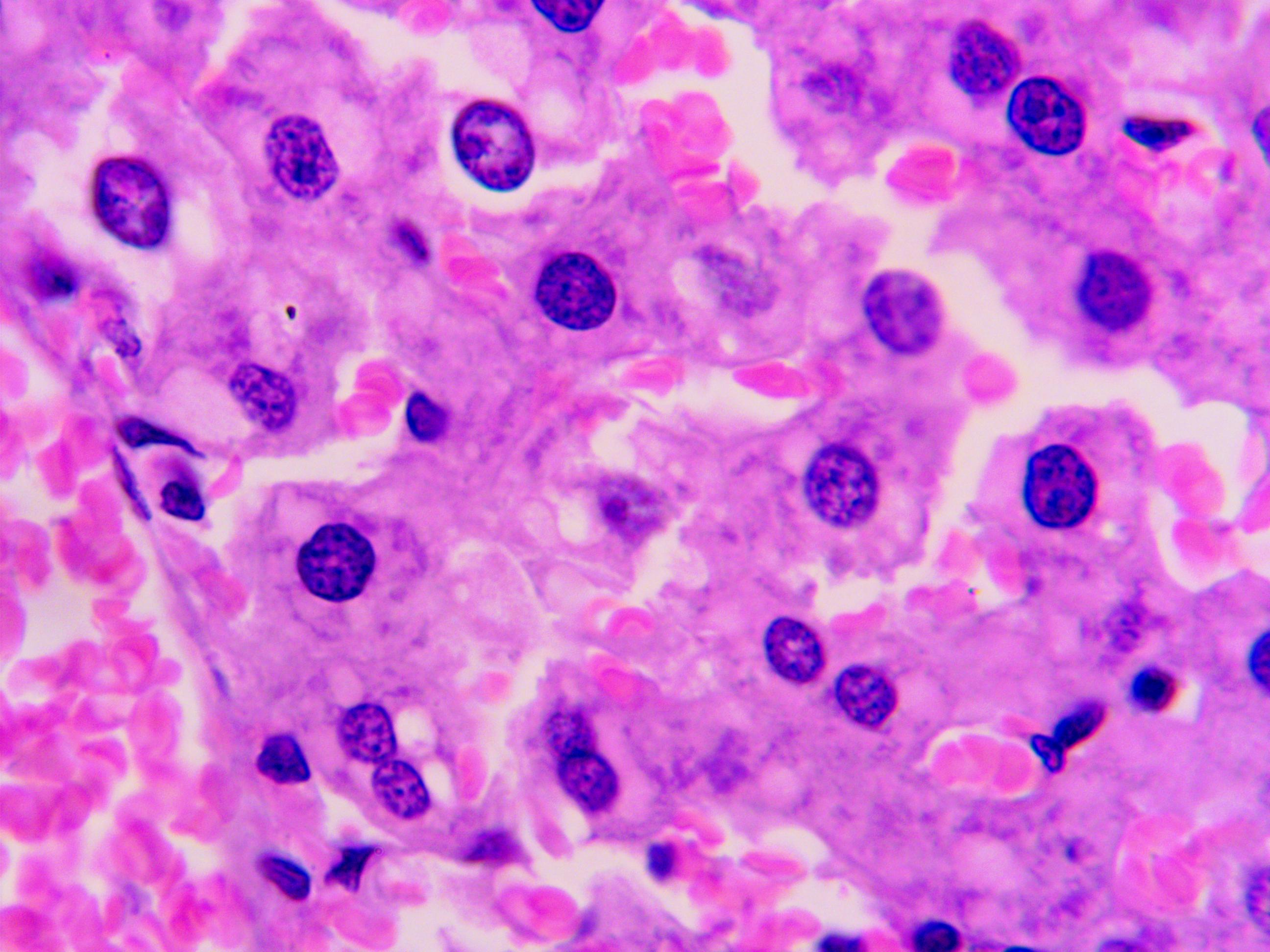 Histological picture of the liver of healthy minks