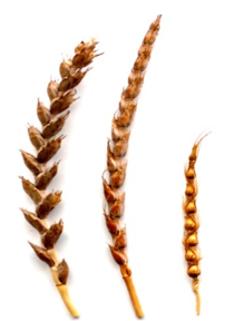 Spike of hybrid 171ACS × Ae.ventricosa (center), bread wheat parent (left) and wild parent (right)