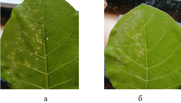 Результаты обработки листьев табака элиситорным белком P. fluorescens 