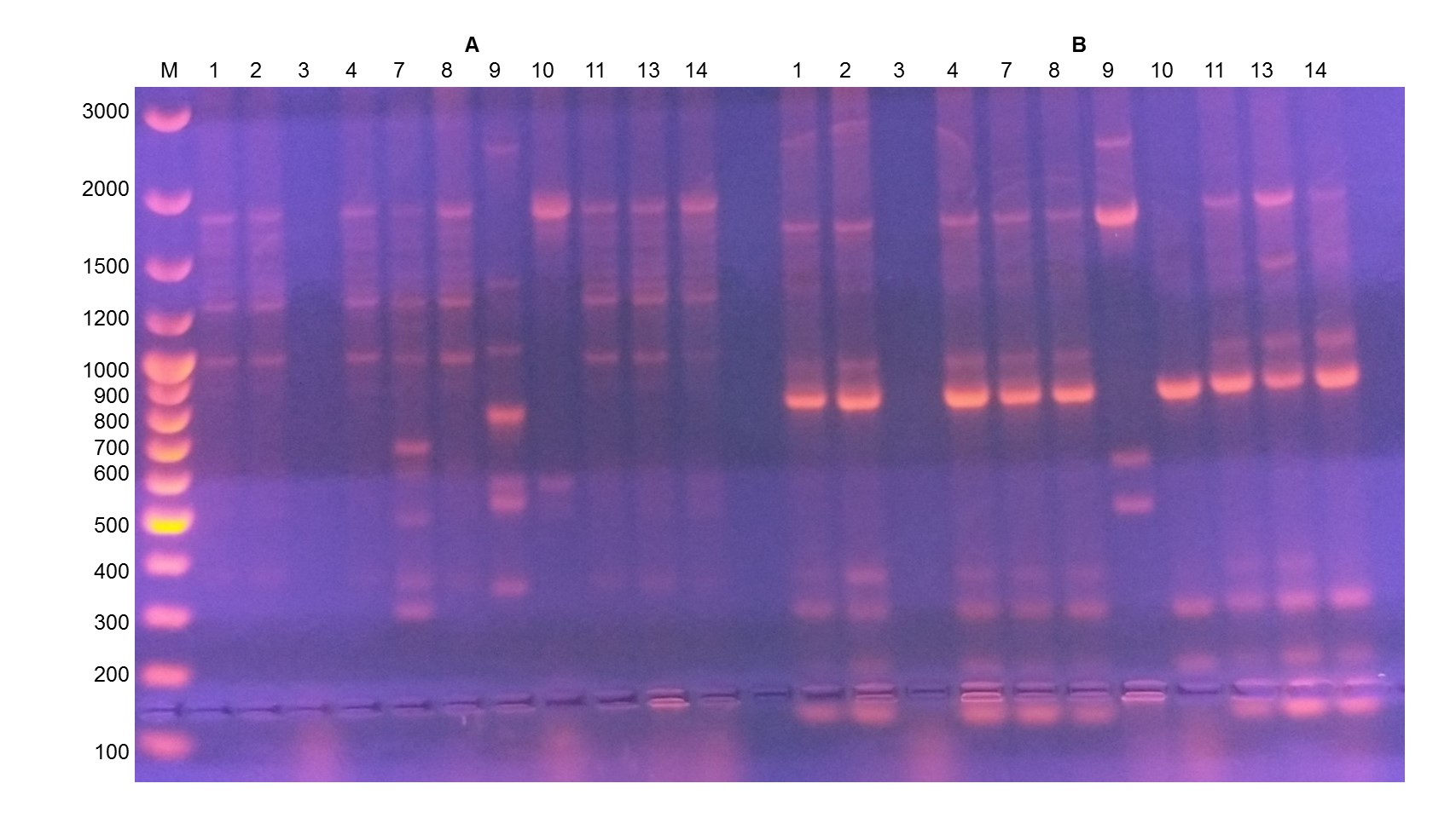 Genotyping B.subtilis strains using primer OPA-3 (left, A) and primer OPL-12 (right, B)