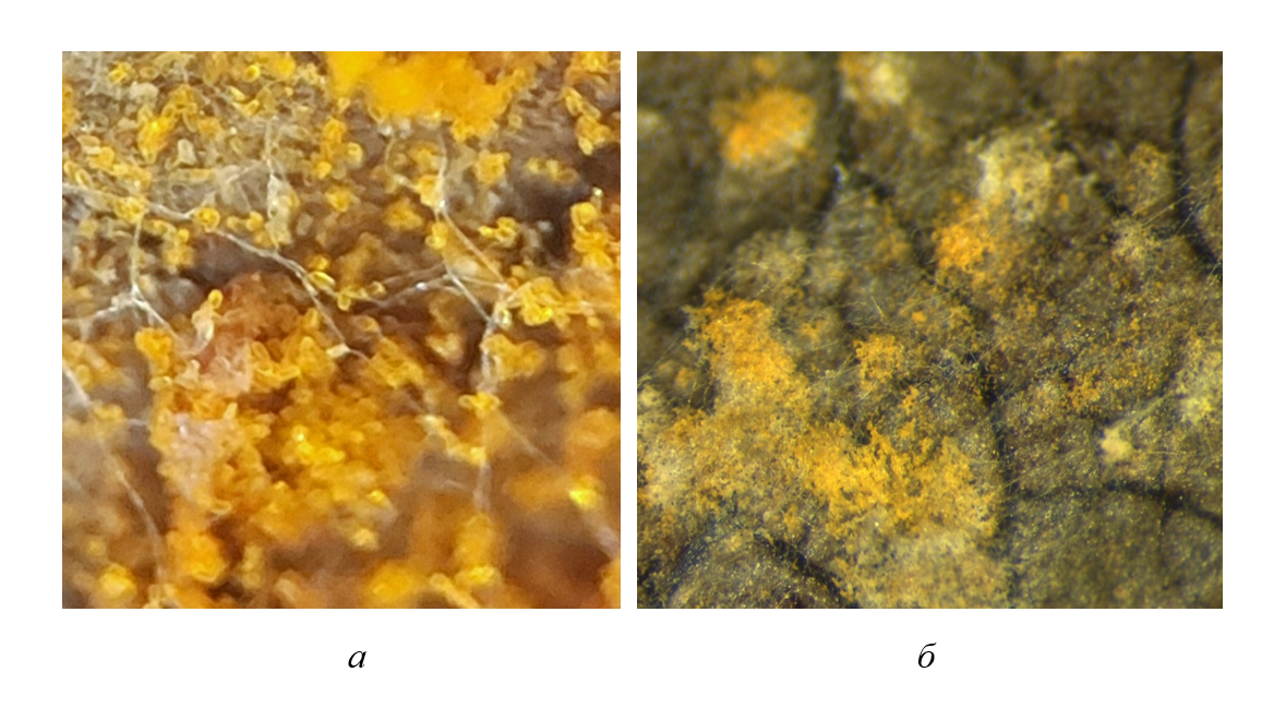Стадия интенсивного развития ЛРТ: а - урединопустулы на нижней стороне листа; б - верхняя сторона пораженных листьев тополя