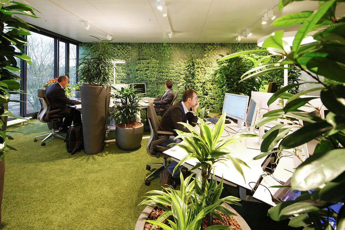 Зеленые растения в офисе