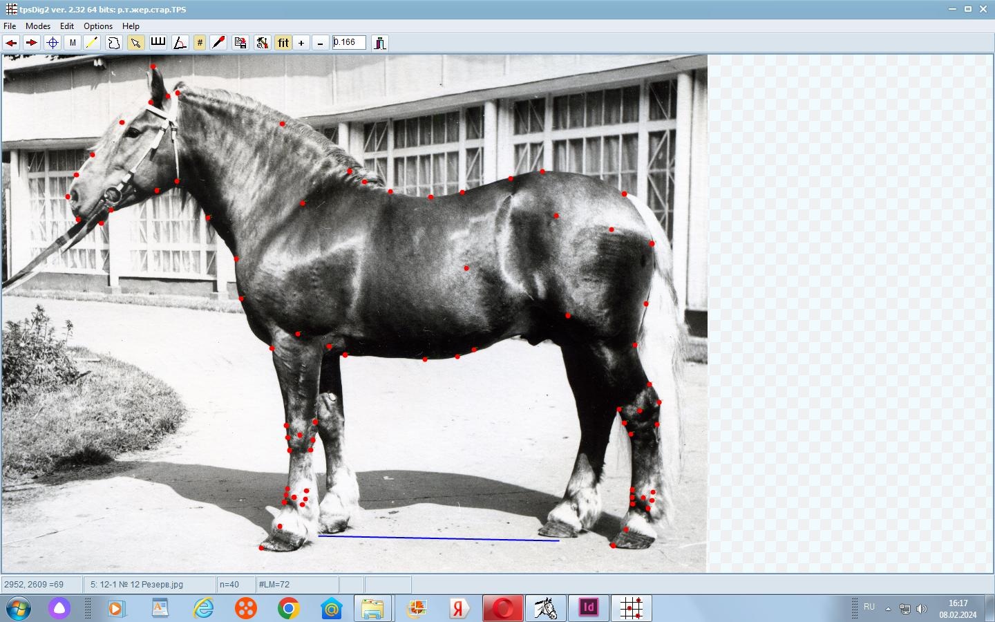Разметка фотографии метками и полу-метками на примере лошади владимирской породы