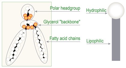 Строение лецитина (имеет два хвоста) – слева, и лизолецитина (один хвост) – справа (по R. SinghJuly)