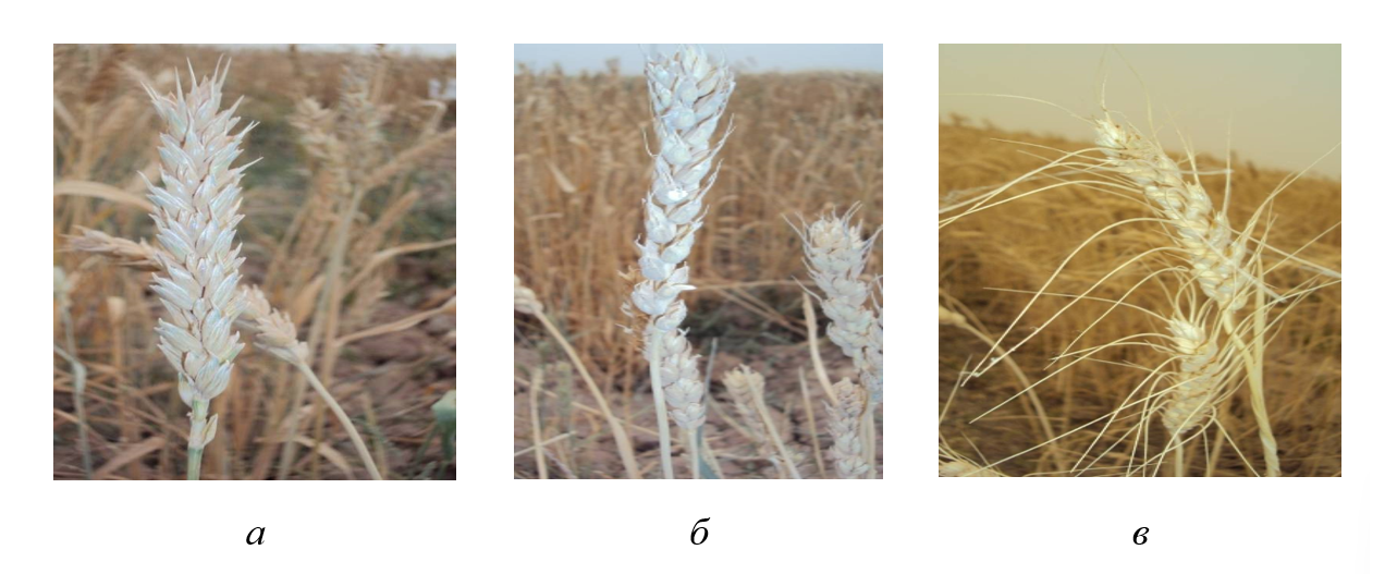 Сорта пшеницы в Мали: а - Бонко Моулга; б - Флоренция; в - Дире 16