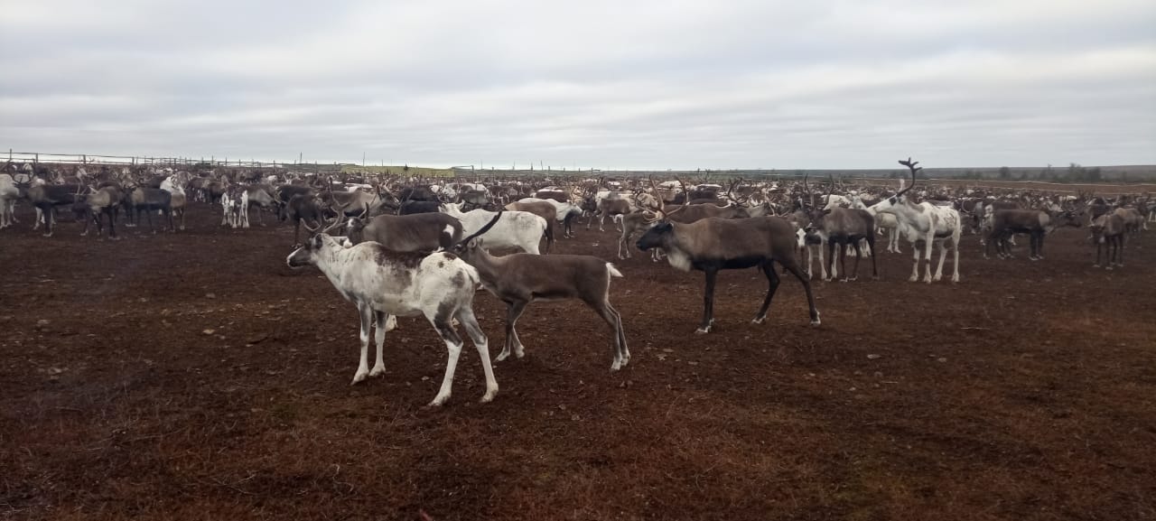 Even breed deer on pastures in the tundra zone of the North Evensky district of the Magadan region