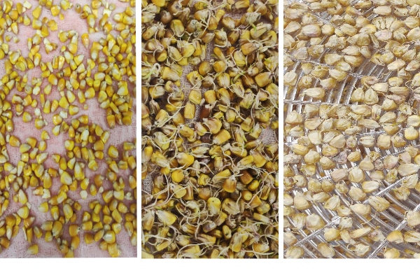 Зерно кукурузы до и после проращивания, готовый солод
