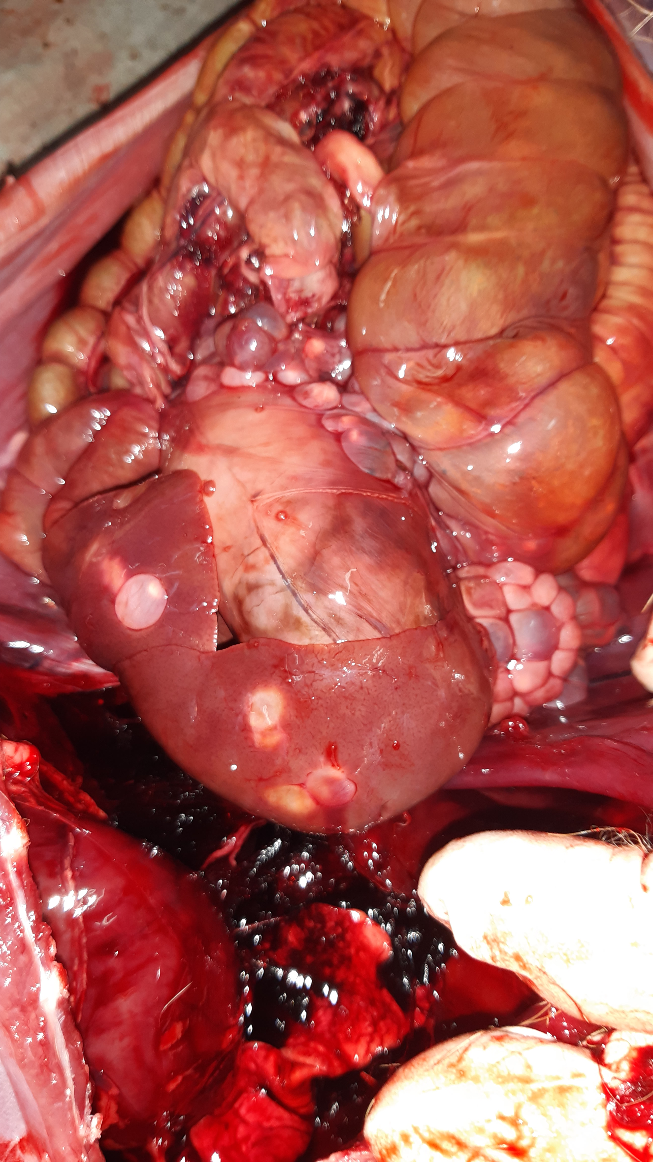 Внутренние органы зайца-русака, пораженные Cysticercus pisiformis