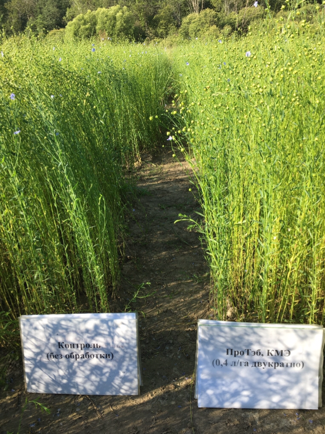 Визуальное сравнение посевов льна-долгунца в фазе созревания на делянках: слева – контроль; справа – с обработкой препаратом Лостор