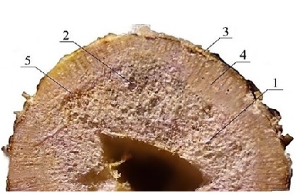 Transverse cut of the hollow stem of the soybean at the base of the root neck