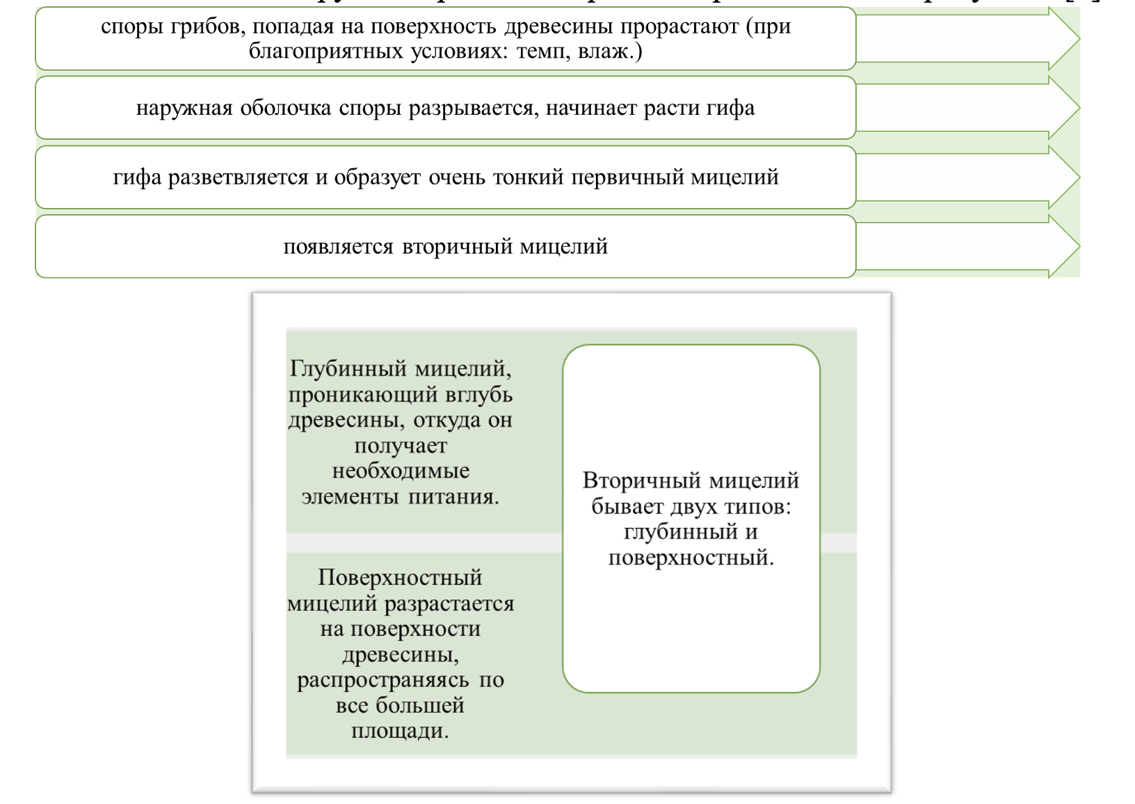 Этапы заселения древесины грибами-деструкторами