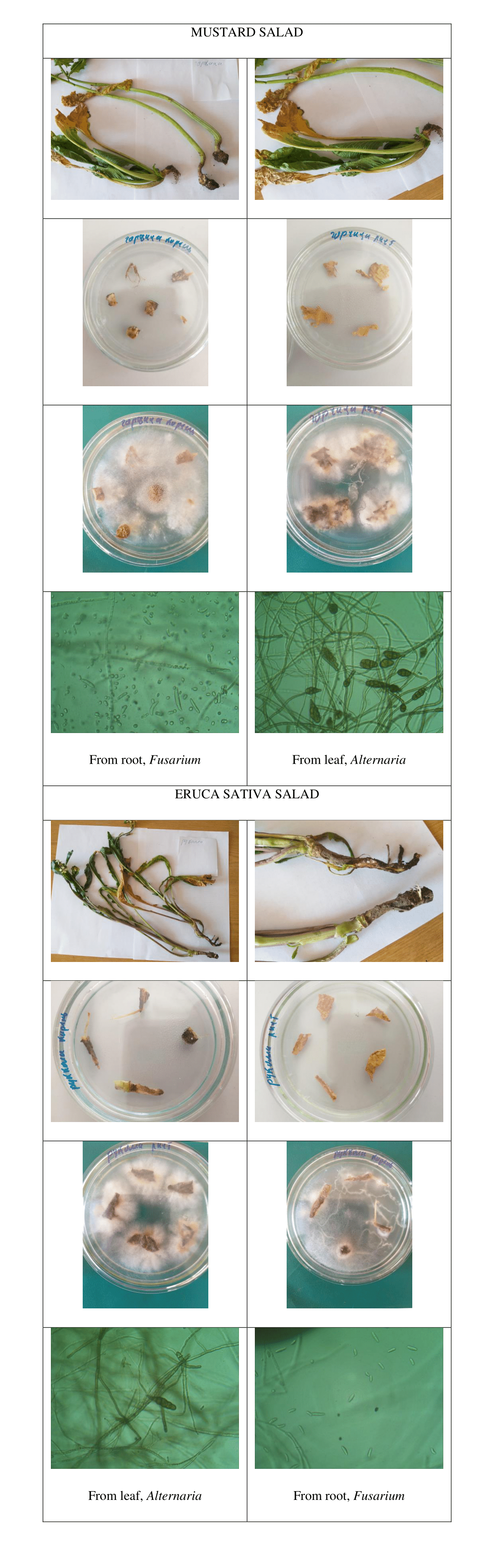 Identification of pathogens on mustard and Eruca sativa