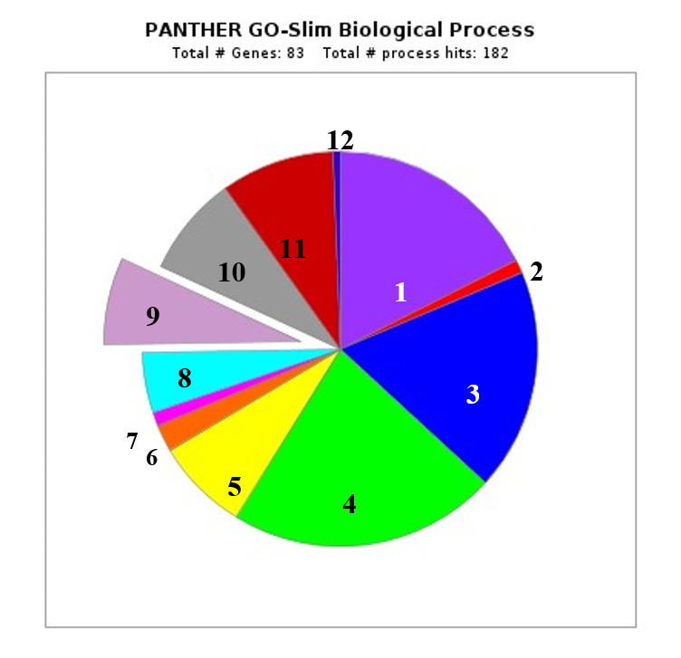 Распределение идентифицированных генов по биологическим функциям (GO): 1 - категория не присвоена; 2 - биологический процесс, участвующий в межвидовом взаимодействии организмов (GO:0044419); 3 - биологическая регуляция (GO:0065007); 4 - клеточный процесс (GO:0009987); 5 - процесс развития (GO:0032502); 6 - гомеостатический процесс (GO:0042592); 7 - процесс иммунной системы (GO:0002376); 8 - локализация (GO:0051179); 9 - метаболический процесс (GO:0008152); 10 - многоклеточный организменный процесс (GO:0032501); 11 - ответ на стимул (GO:0050896); 12 - ритмический процесс (GO:0048511)