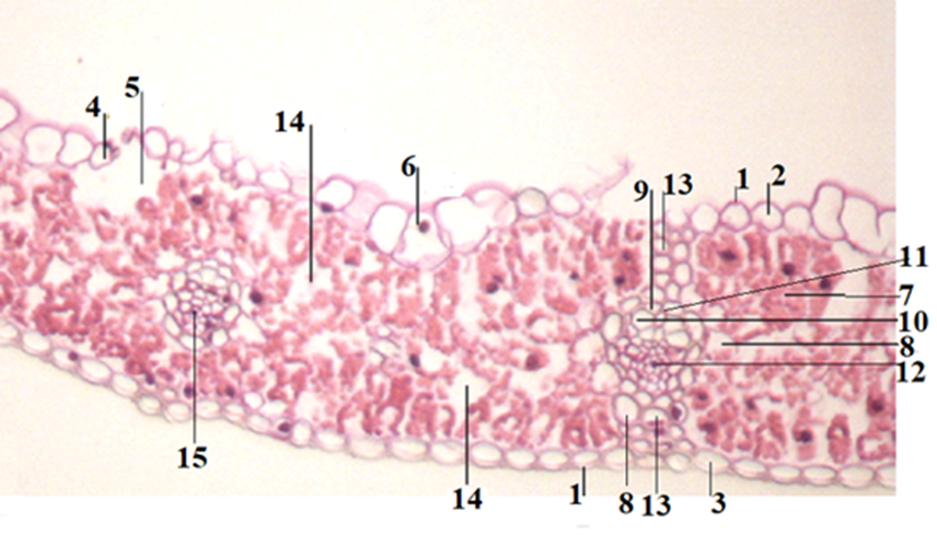 Поперечный срез флагового листа Triticum vulgare не прошедшего предпосевную обработку семян: 1 - кутикула; 2 - эпидермис верхней стороны листа; 3 - эпидермис нижней стороны листа; 4 - устьице; 5 - оздухоносная полость; 6 - шарнирные клетки; 7 - мезофилл; 8 - паренхимная обкладка пучка; 9 - протоксилема; 10 - метаксилема; 11 - волокна либриформа; 12 - флоэма; 13 - склеренхима; 14 - вместилища слизей; 15 – боковой проводящий пучок