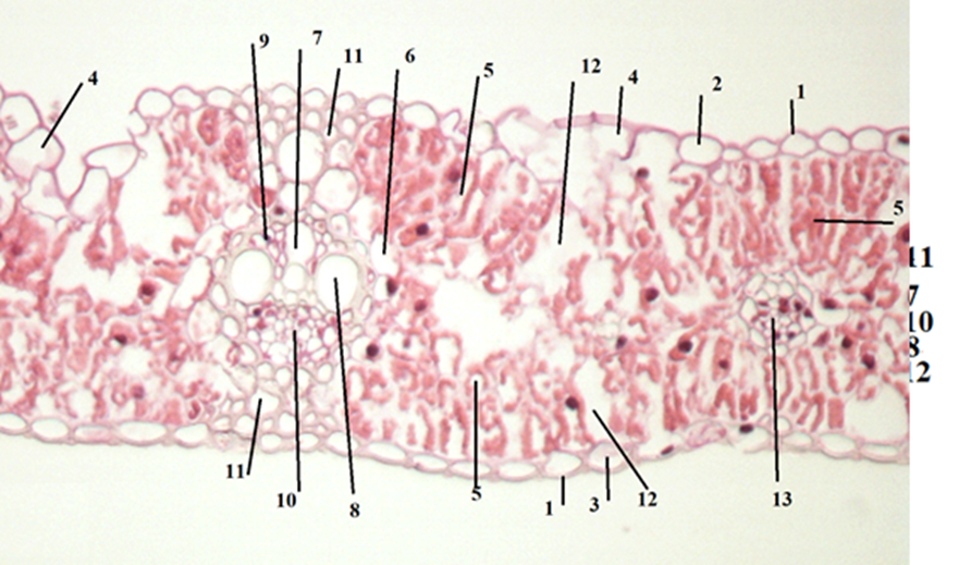 Поперечный срез флагового листа пшеницы семена которой прошли предпосевную обработку биопрепаратом Нагро: 1 – кутикула; 2 – эпидермис верхней стороны листа; 3 – эпидермис нижней стороны листа; 4 – шарнирные клетки; 5 – мезофилл; 6 – паренхимная обкладка пучка; 7 – протоксилема; 8 – метаксилема; 9 – волокна либриформа; 10 – флоэма; 11 – склеренхима; 12 – вместилища слизей; 13 – боковой проводящий пучок