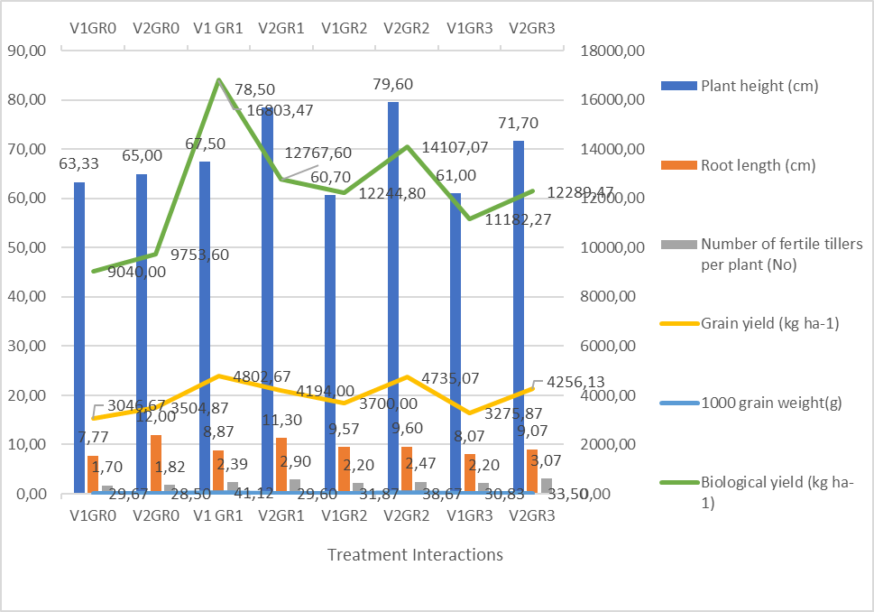 Interaction effect of GR and Varieties on growth and yield parameters of spring wheat