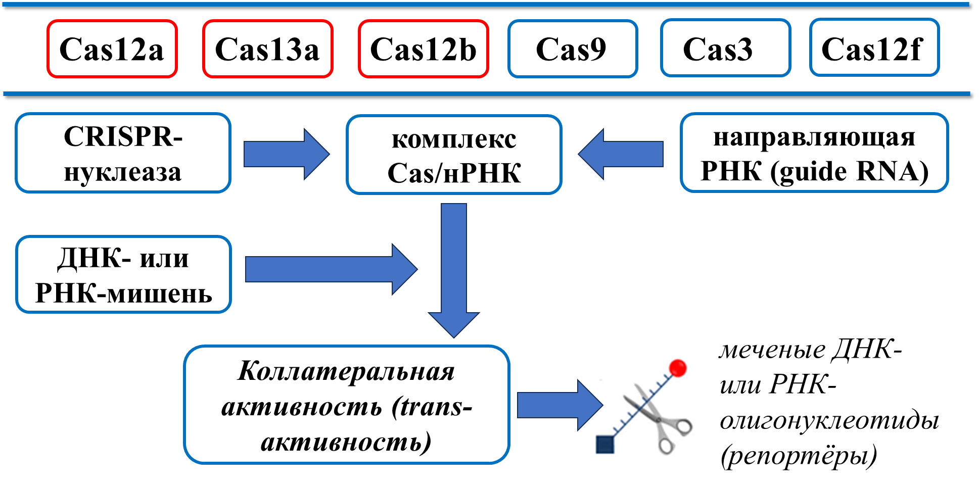 Схематическая иллюстрация метода CRISPR/Cas-детекции. Красным отмечены Cas-нуклеазы, наиболее часто используемые в CRISPR-диагностике