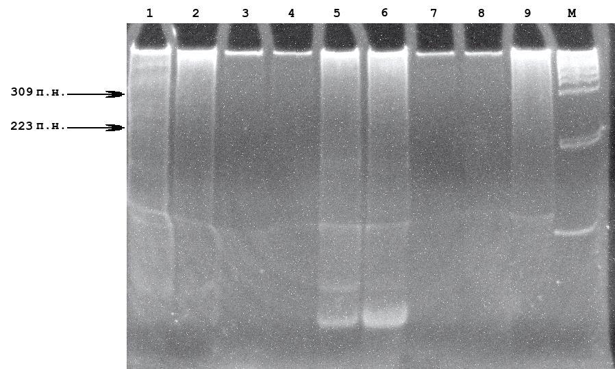 Гель-электрофорез в нативном ПААГ 6% RT-ПЦР