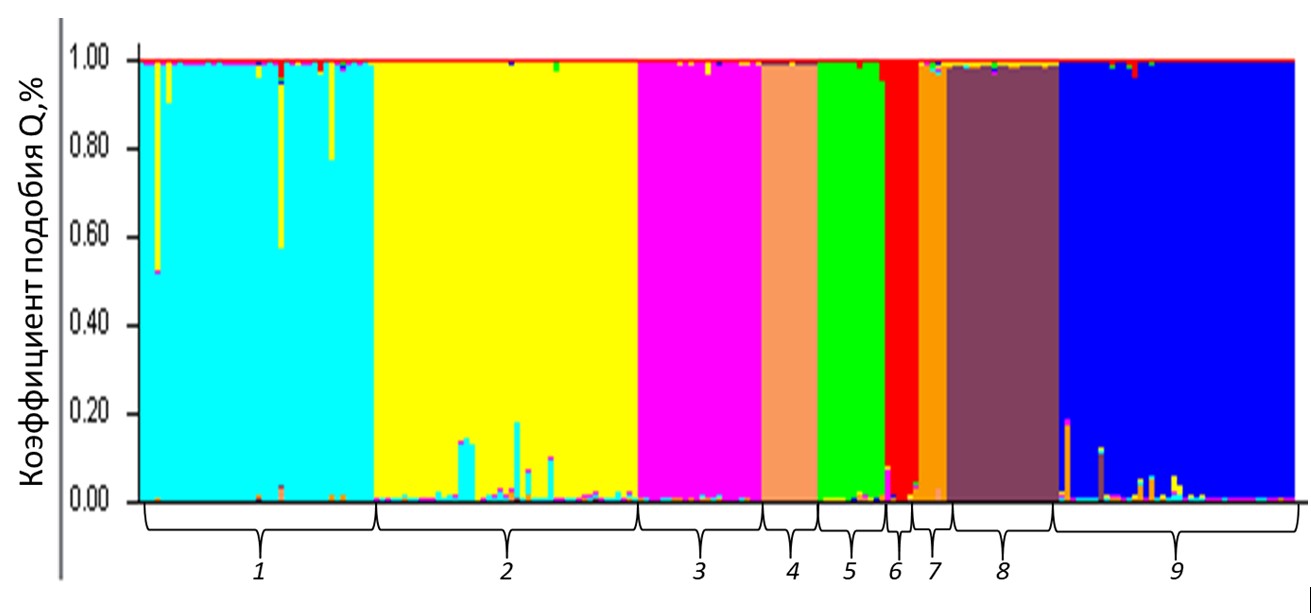 Кластерный анализ выборки осетровых видов рыб на основании частот аллелей по 8-ми микросателлитным локусам, выполненный с помощью программы Structure 2.3.4 для числа кластеров K=9