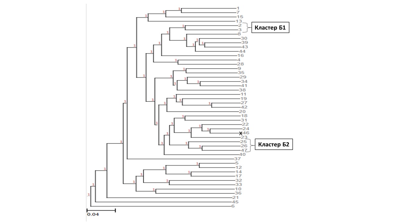 Дендрограмма индивидуальных генетических взаимоотношений представителей экспериментальной группы 2