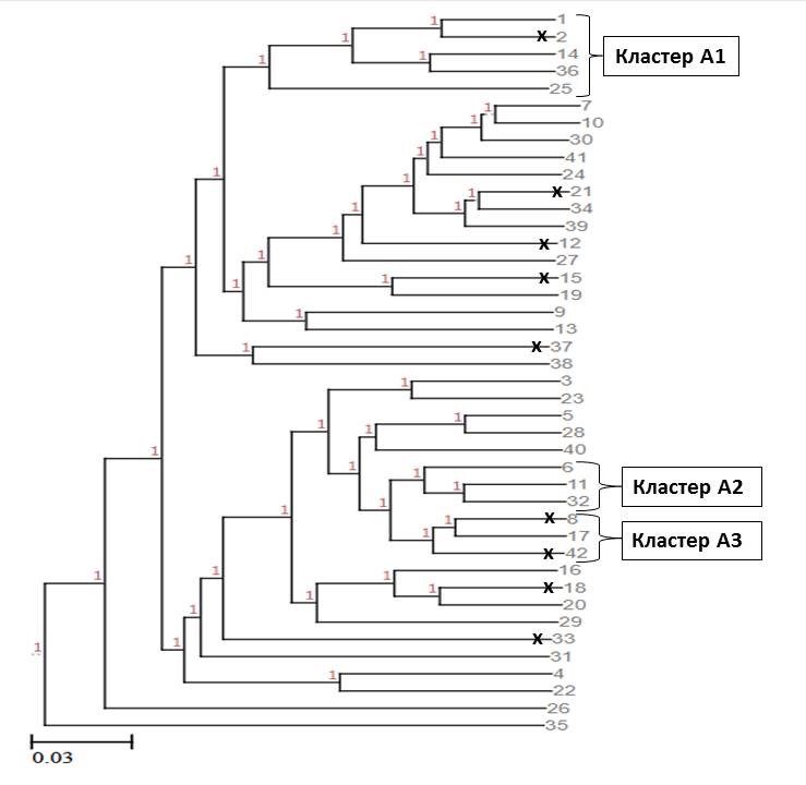 Дендрограмма индивидуальных генетических взаимоотношений представителей экспериментальной группы 1
