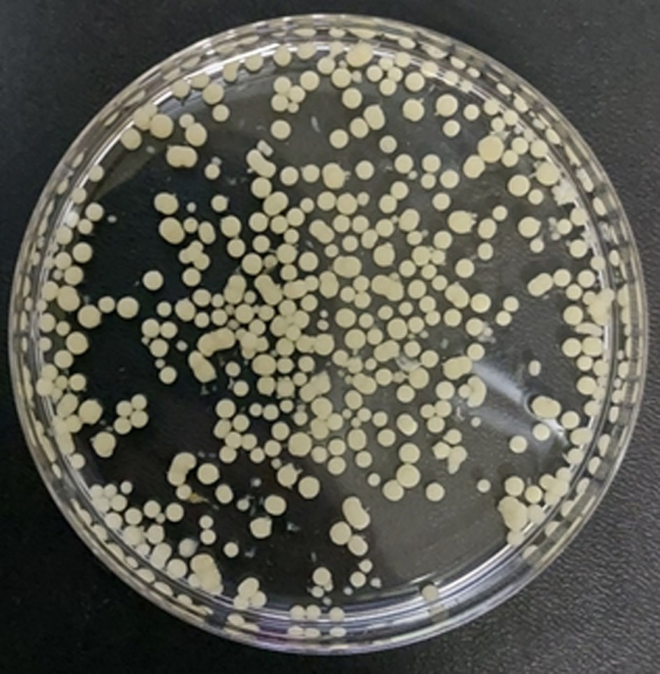 Фото грибных пеллет гриба белой гнили Trametes hirsuta