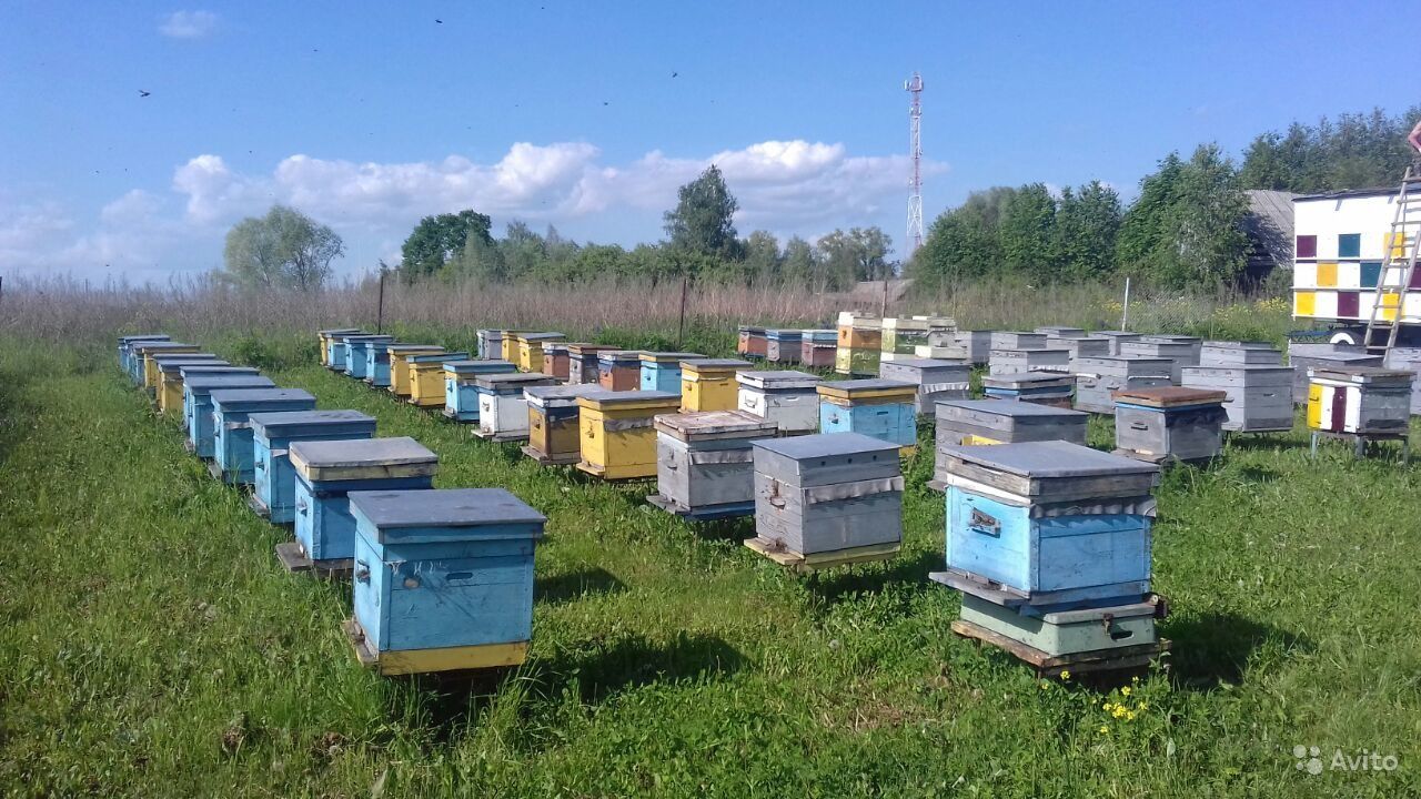 Пасека в предгорной зоне Ингушетии