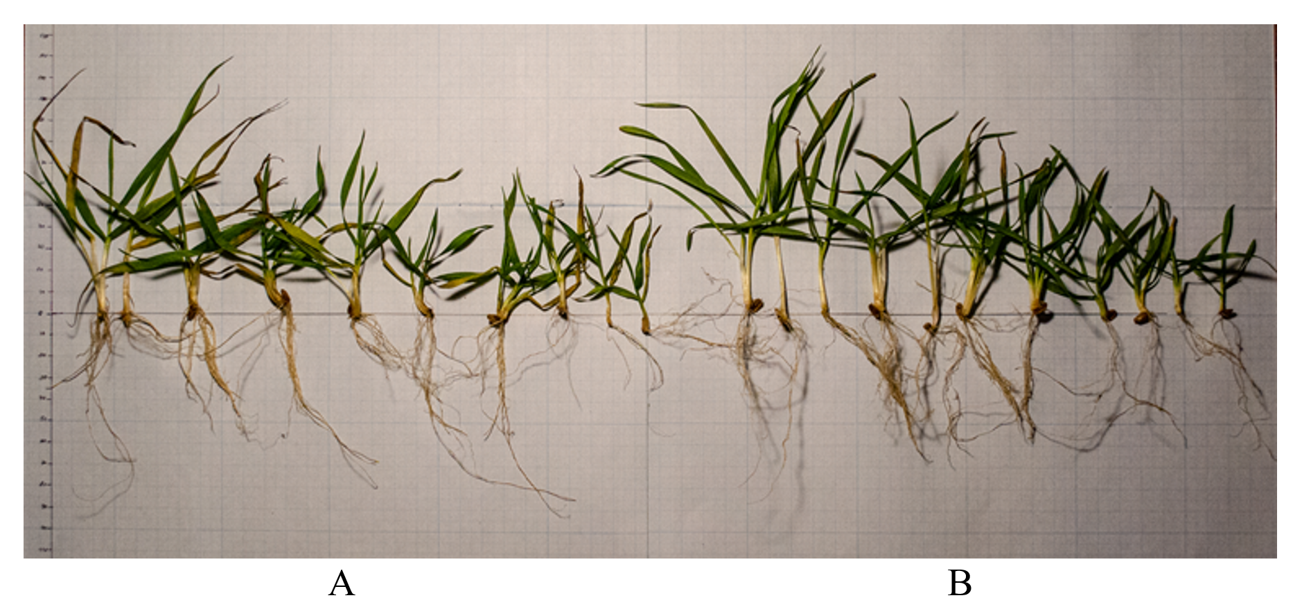 Condition of winter wheat crops in soaking areas in the conditions of the Kaliningrad region: A - in conditions of waterlogged soils; B - in conditions of moderate moisture