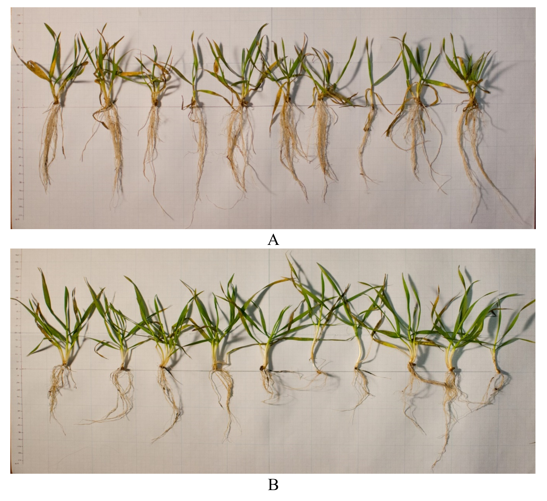 Assessment of the condition of plants in the agrophytocenosis of winter wheat in mid-March in the conditions of the Kaliningrad region: A - in conditions of waterlogged soils; B - in conditions of moderate soil moisture
