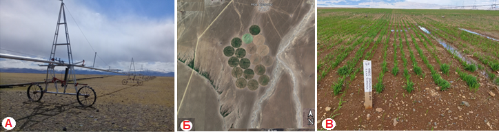  Дождевальная машина «Фрегат» на полях (А), космоснимок полей (Б), всходы овса сорта Нарымский и вики сорта Даринка (В), СППК «Р-242» с. Новый Бельтир РА, 2024 год
