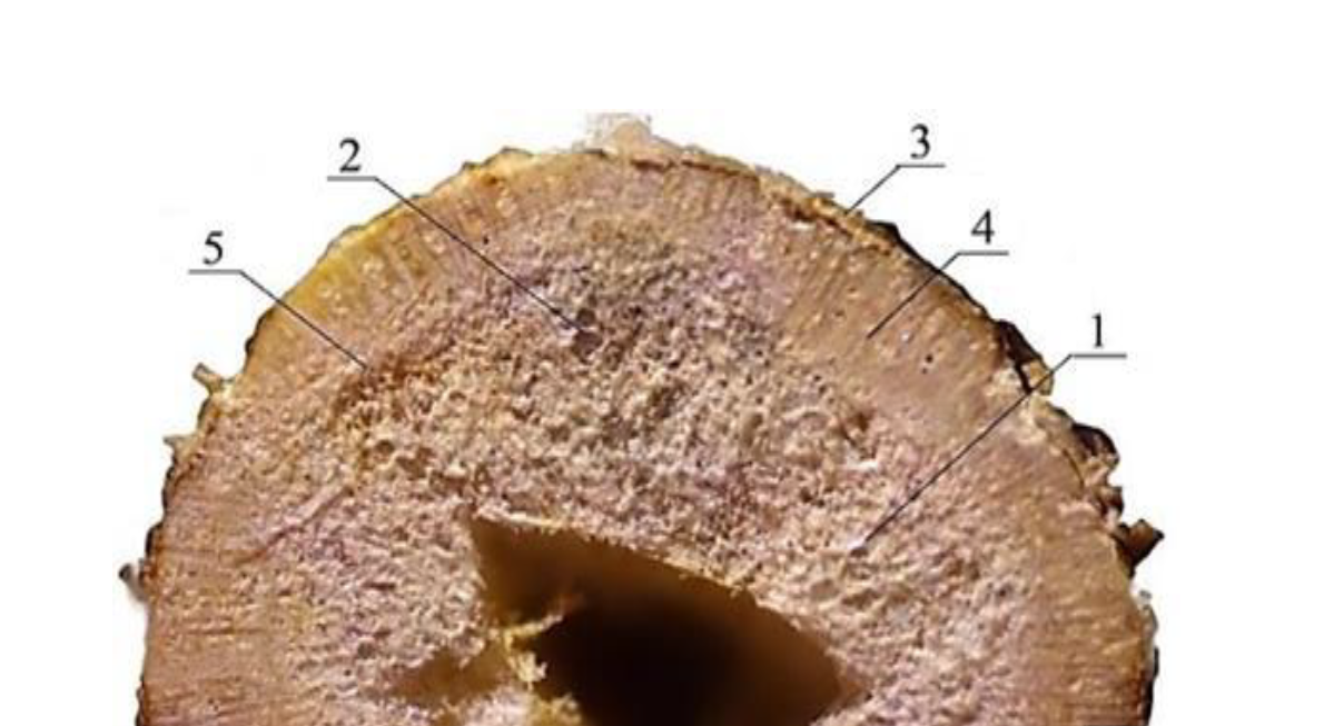 Cross-section of a hollow soy stem at the root neck: 1 – heart parenchyma; 2 – vascular bundles; 3 – epidermal cortex; 4 – wood sclerenchyma; 5 – xylem