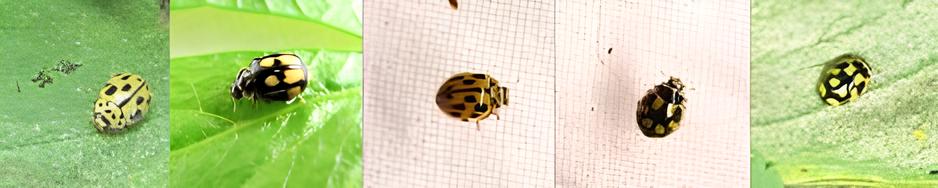 Вариации комбинаций цветов и форм рисунков надкрыльев коровки пропилеи четырнадцатиточечной в условиях лабораторной среды инсектария