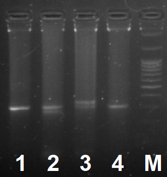 Пример полиморфизма длин полученных фрагментов в агарозном геле (3%)