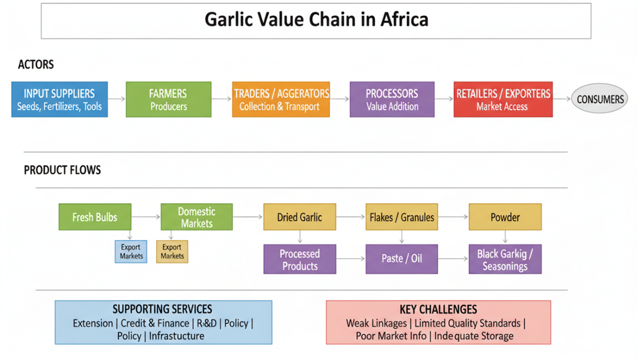  Garlic value chain from production to consumption in Africa
