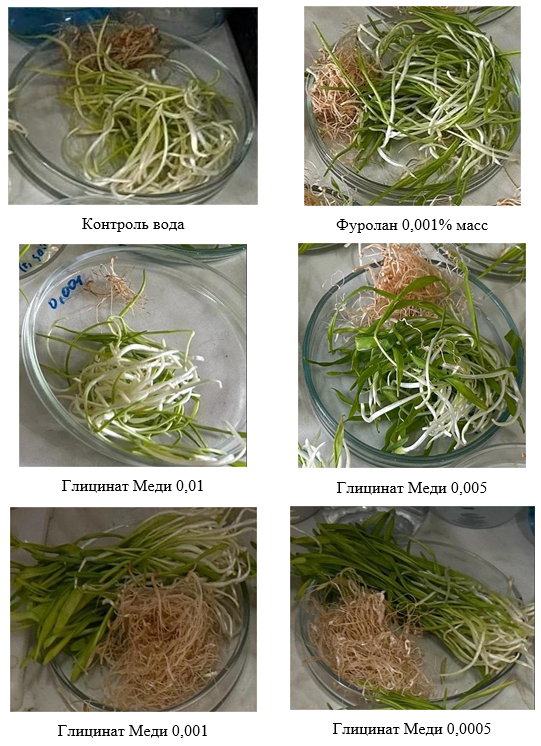 Проростки ячменя под влиянием регуляторов роста