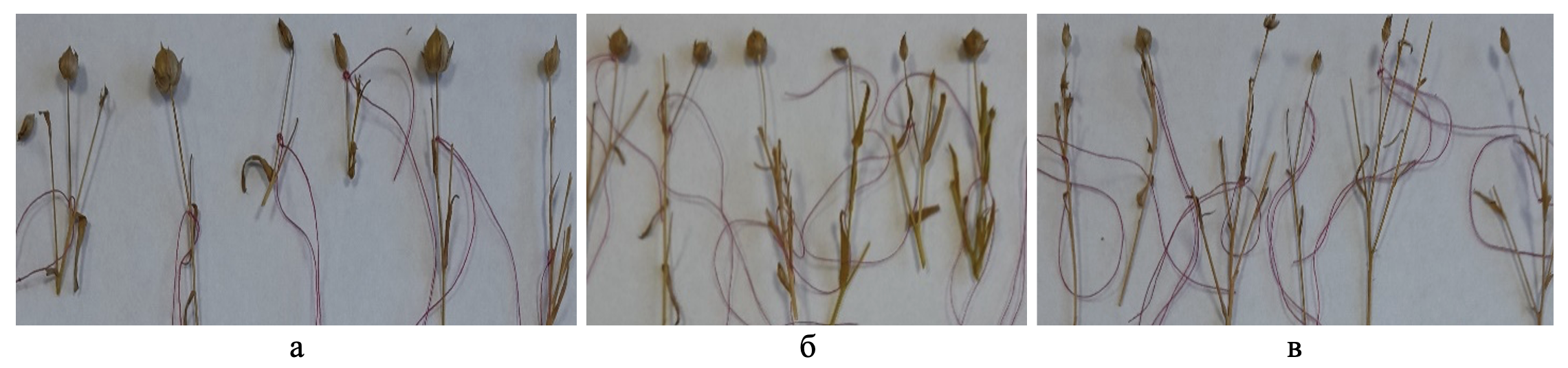 Завязываемость гибридных коробочек при разных способах гибридизации:а – с изоляцией; б – без изоляции; в – без опыления и изоляции