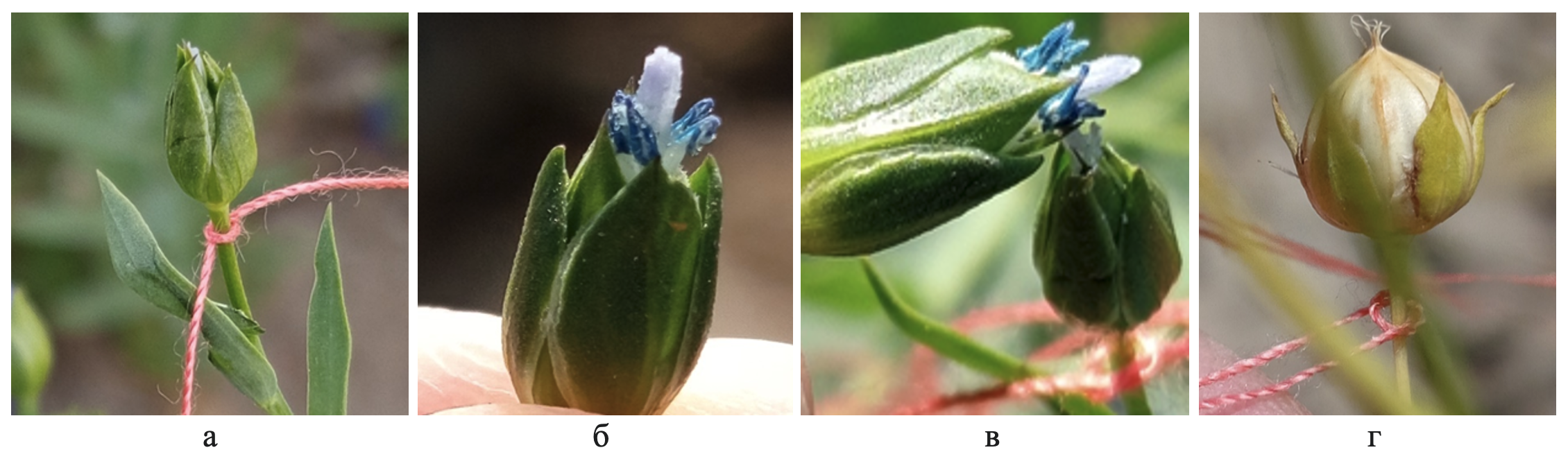  Процесс проведения гибридизации:а – кастрированный материнский цветок; б – отцовский цветок с раскрывшимися пыльниками; в – опыление; г – коробочка с гибридными семенами